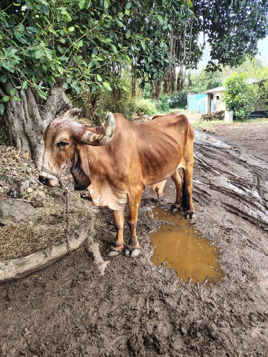 થંબનેલ 3