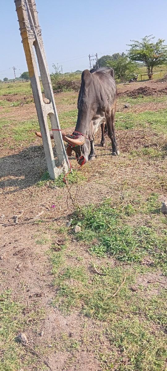 થંબનેલ 2