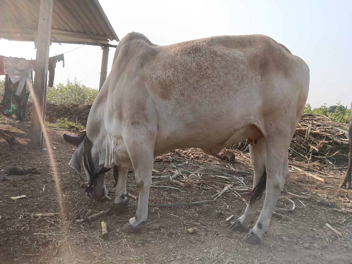 થંબનેલ 2