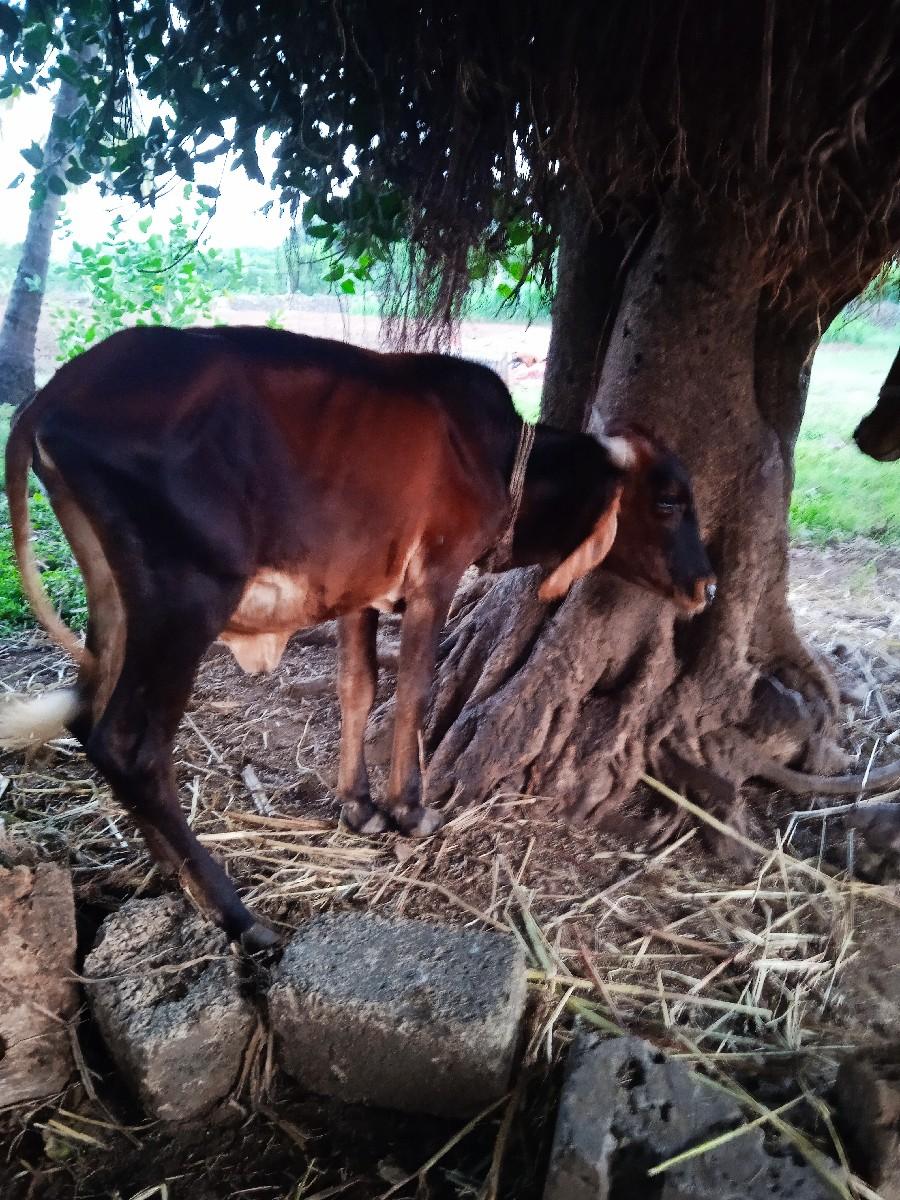 દેશી ગીર વાછરડી વેચવાની છે.