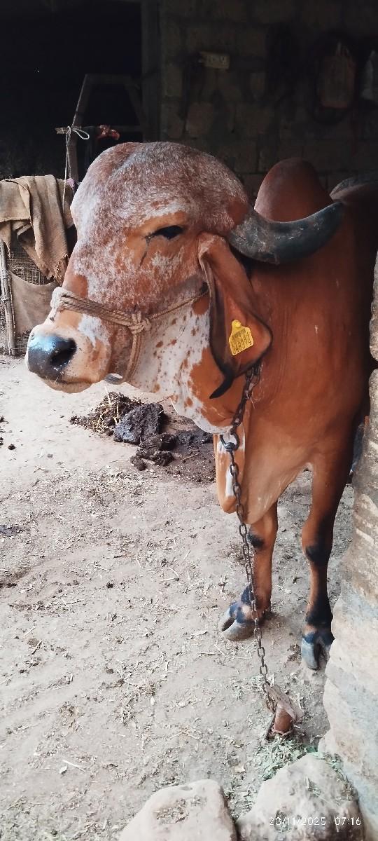 થંબનેલ 2