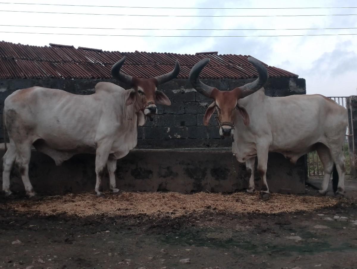 વેશવાના છે