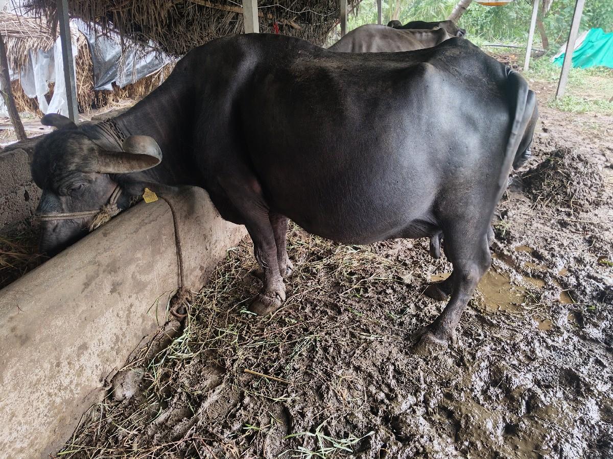 ભેંસ વેચવાની છે