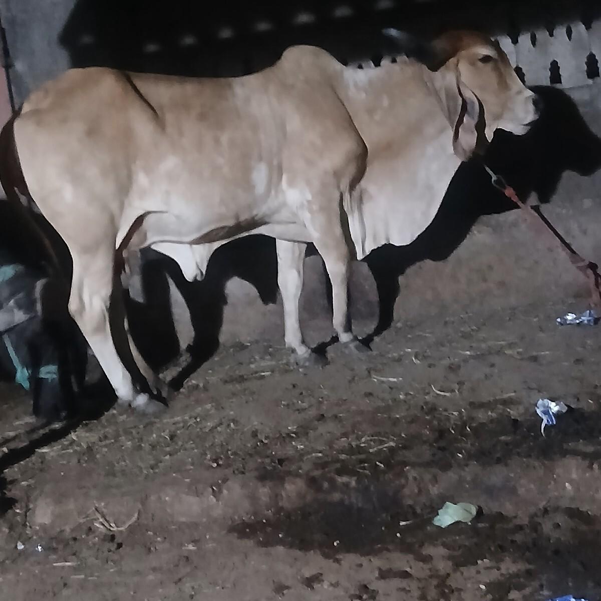 થંબનેલ 2