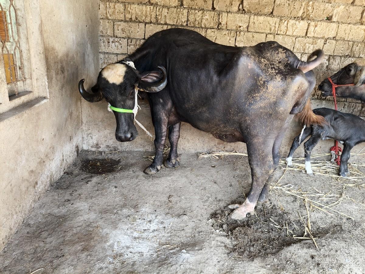 થંબનેલ 4