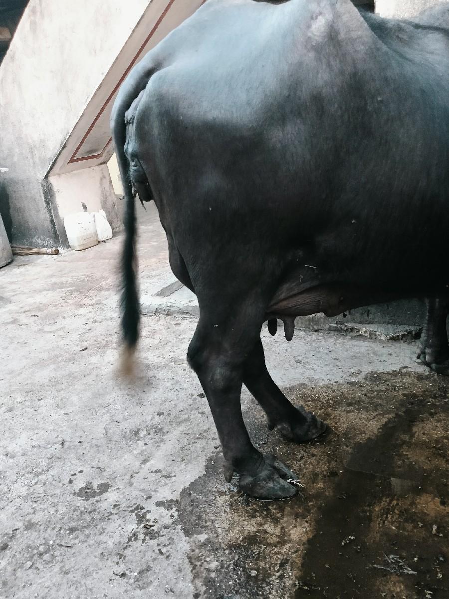 ભેંશ વેચવાની છે