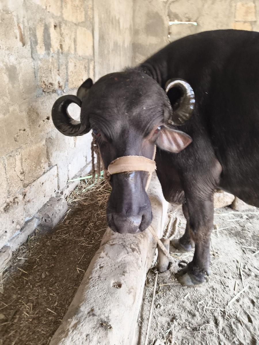 ‌‌ ભેંસ વેચવાની છે