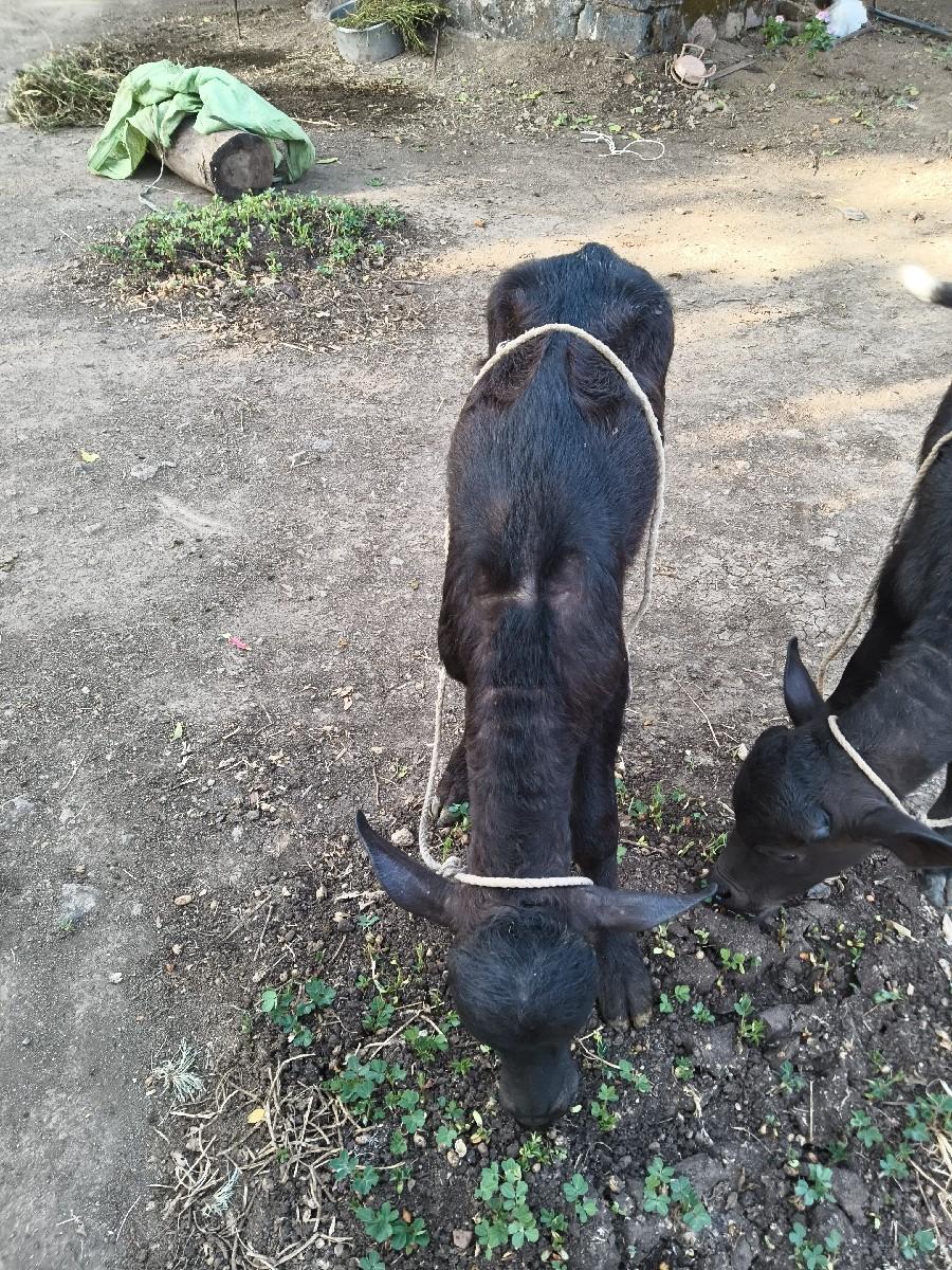 થંબનેલ 3