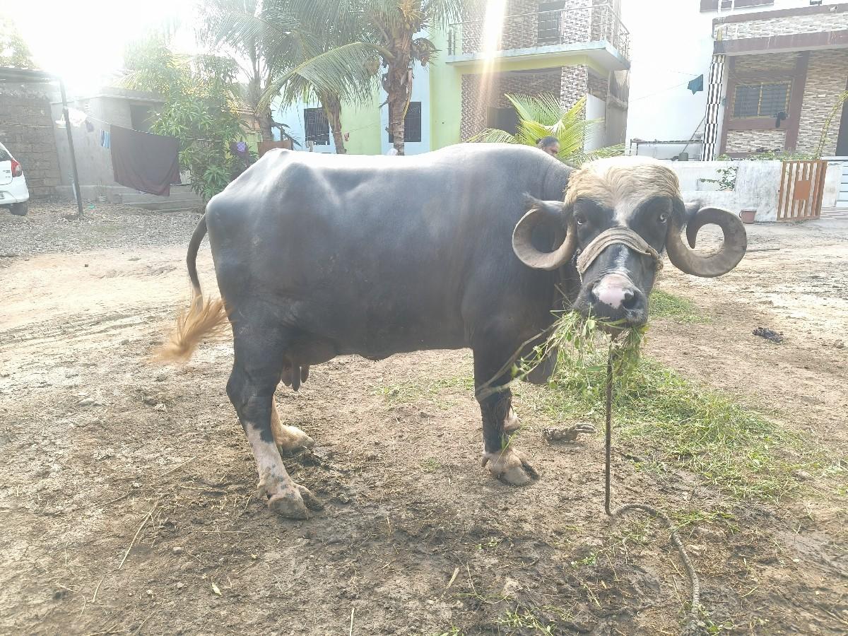 થંબનેલ 2