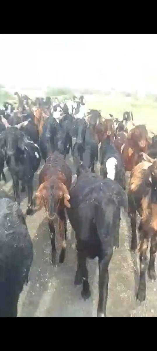 થંબનેલ 3