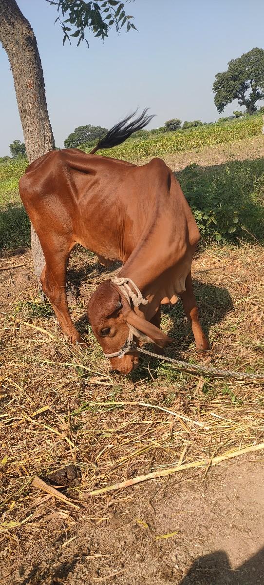 વેસવાની સે