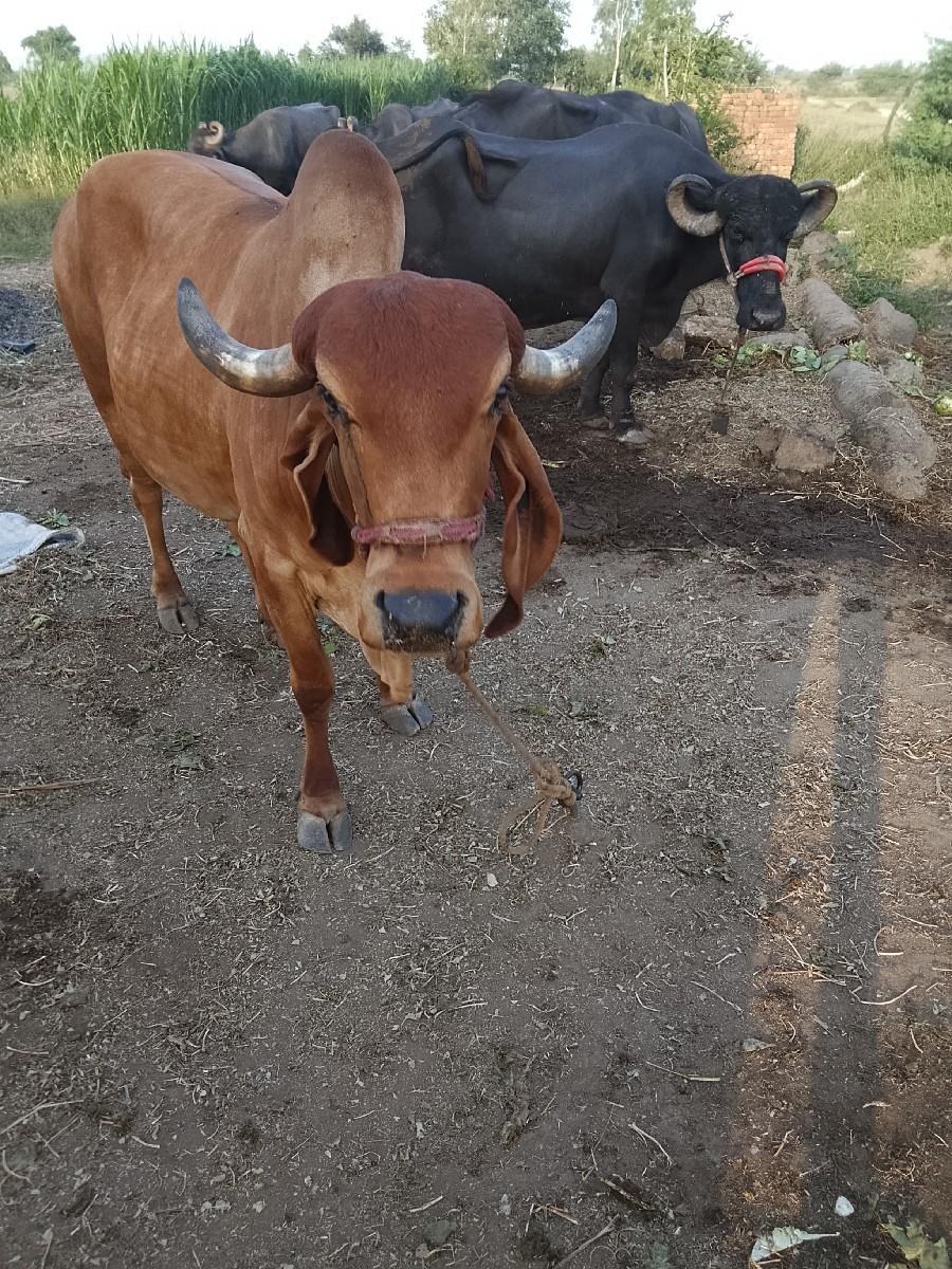 ગાય વેચવાનિ છે ગીર ગાય