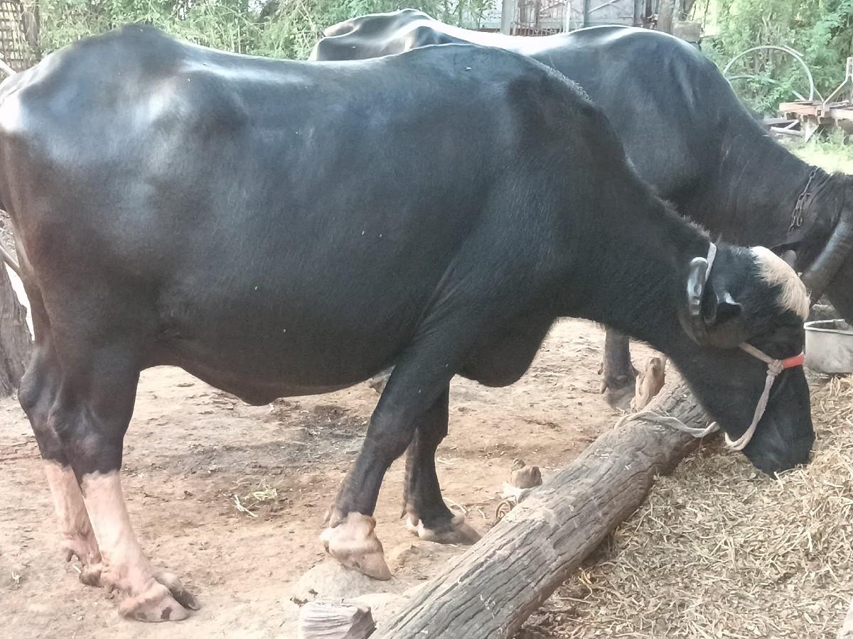 થંબનેલ 3