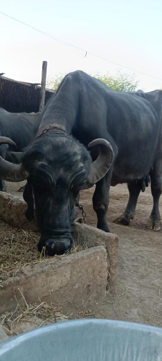 થંબનેલ 2