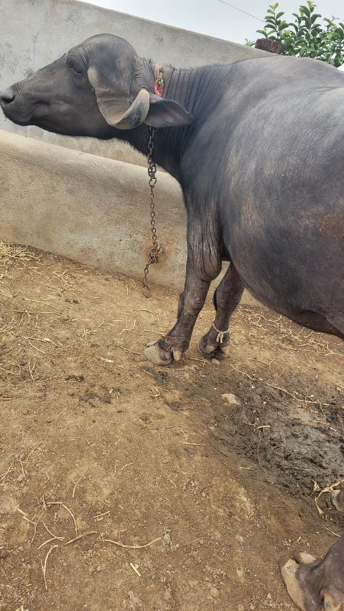 થંબનેલ 2