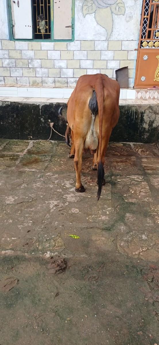 થંબનેલ 3