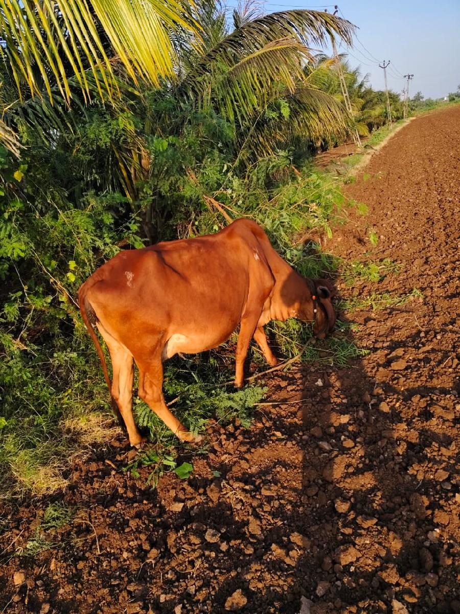 થંબનેલ 3