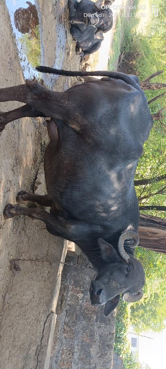 થંબનેલ 2