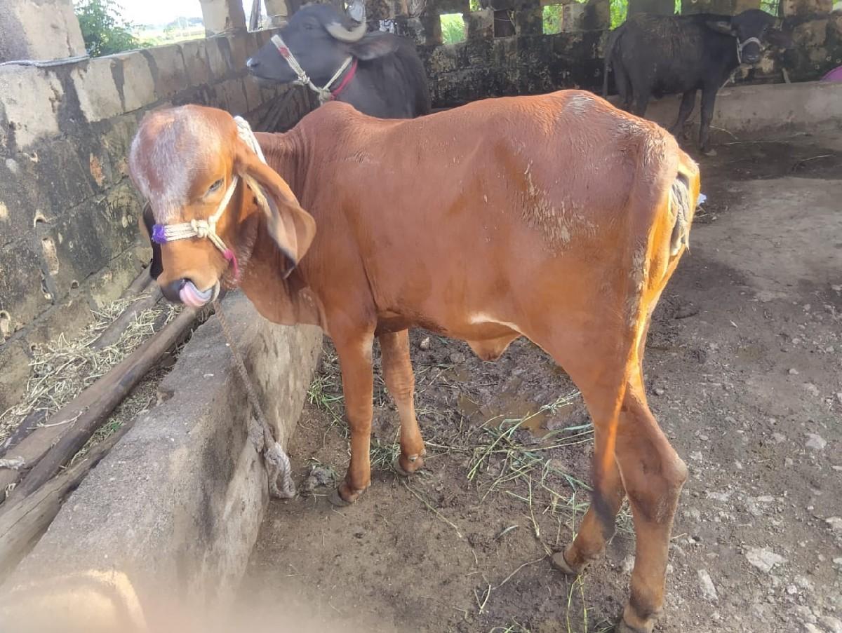 વાંસલડી