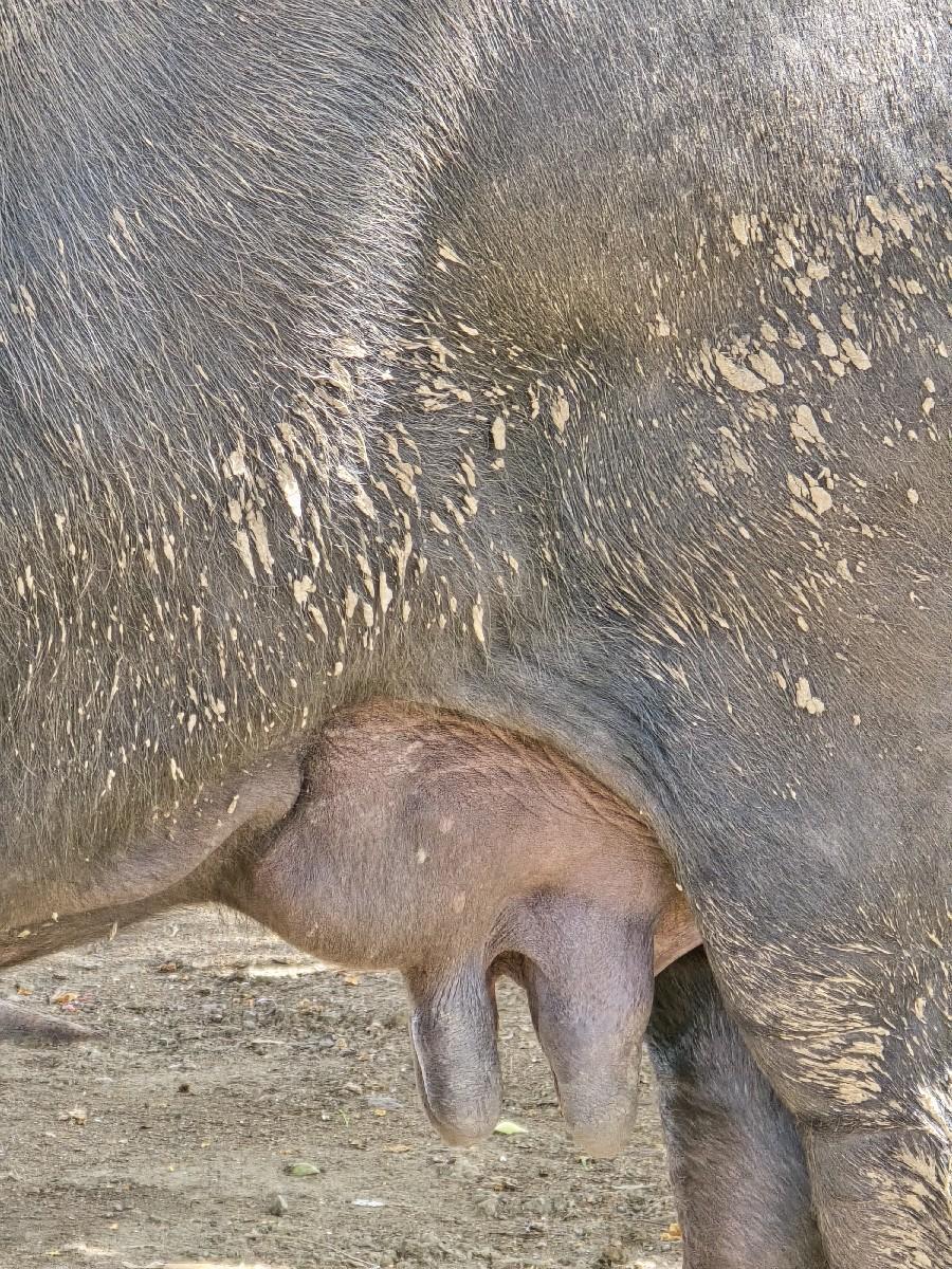 ભેંસ વેસવા નિ સે