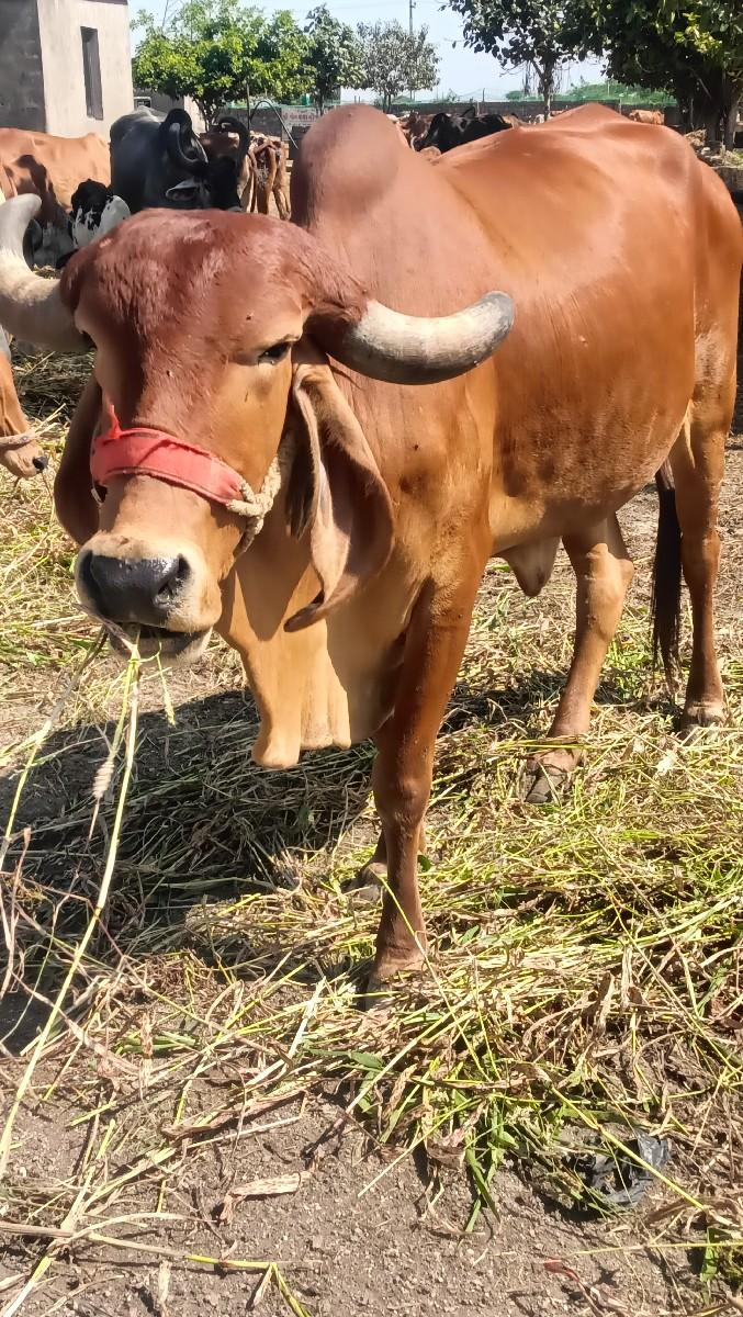 થંબનેલ 5