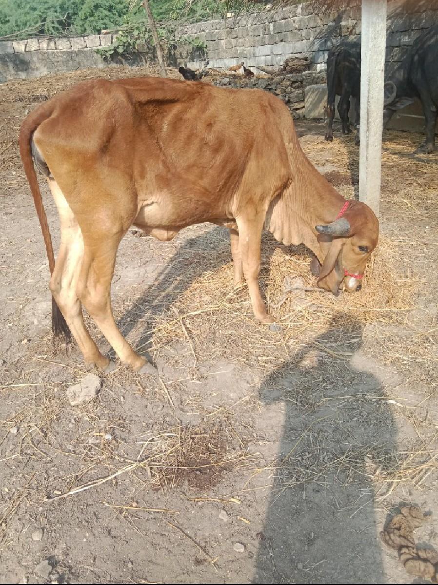 ગીર વાસડિયું વેસ્વાની સે