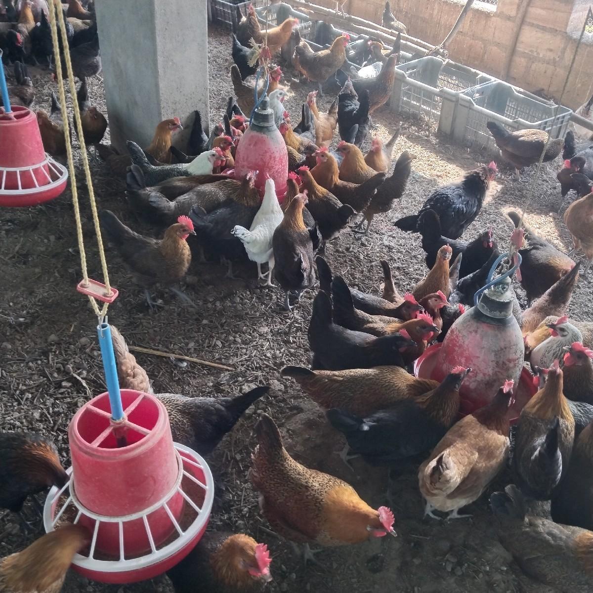 થંબનેલ 2