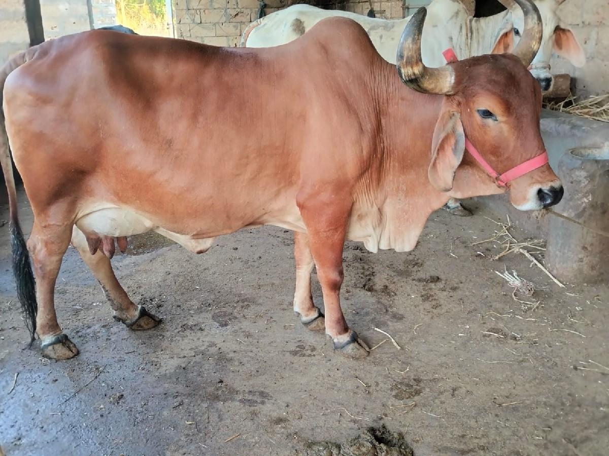 થંબનેલ 2