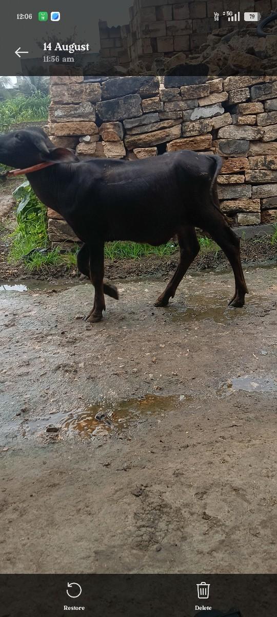 ગીર સોમનાથ