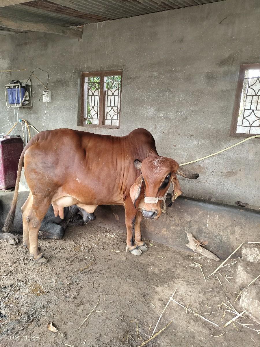 ગાય વેશવાની છે