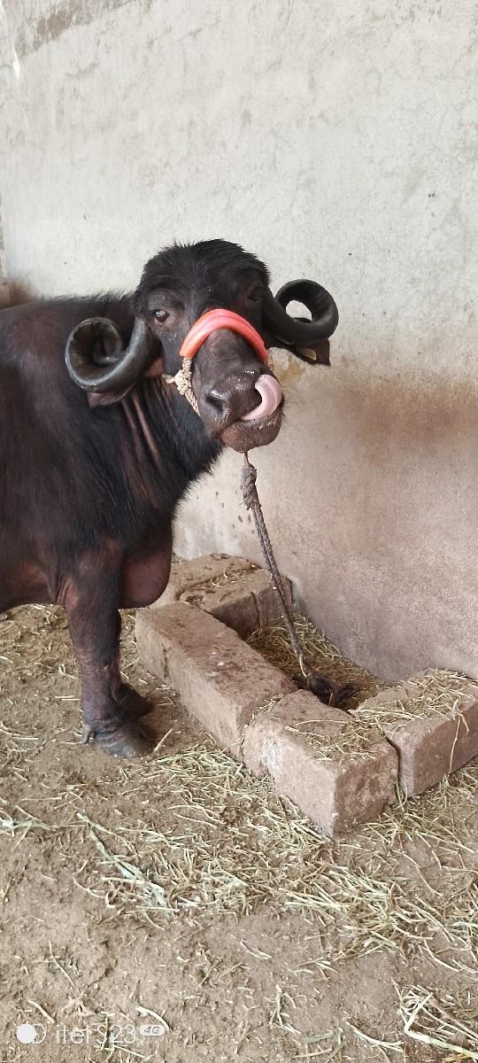 થંબનેલ 3