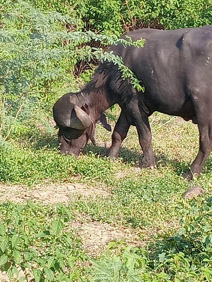 થંબનેલ 2