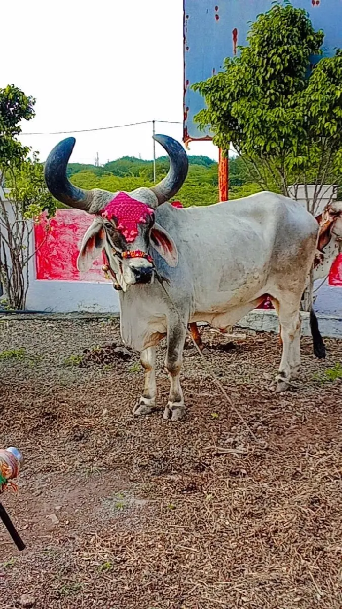 થંબનેલ 2