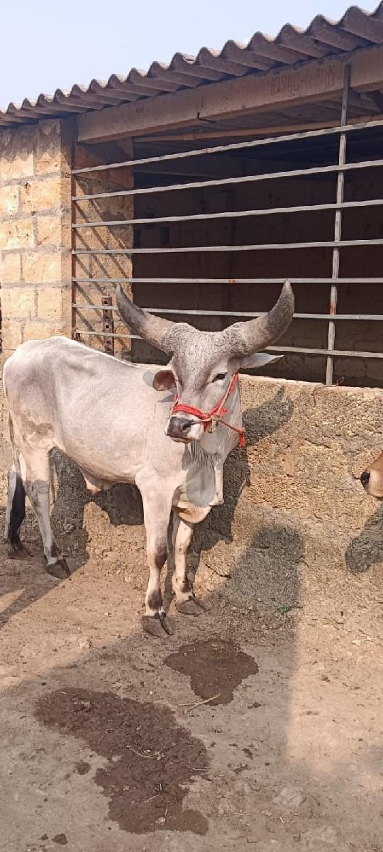 થંબનેલ 2