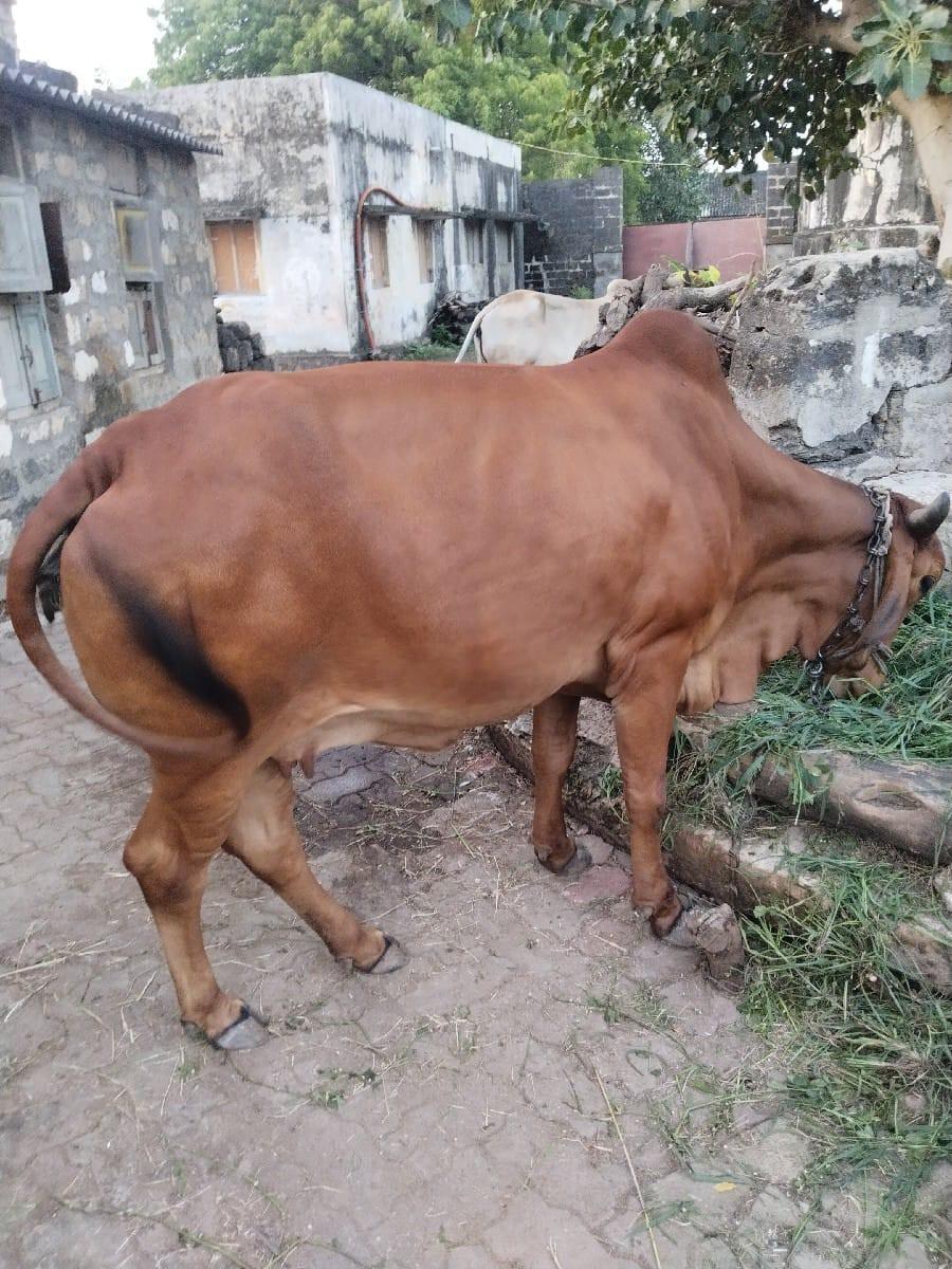ગાય વેચવાનીસે