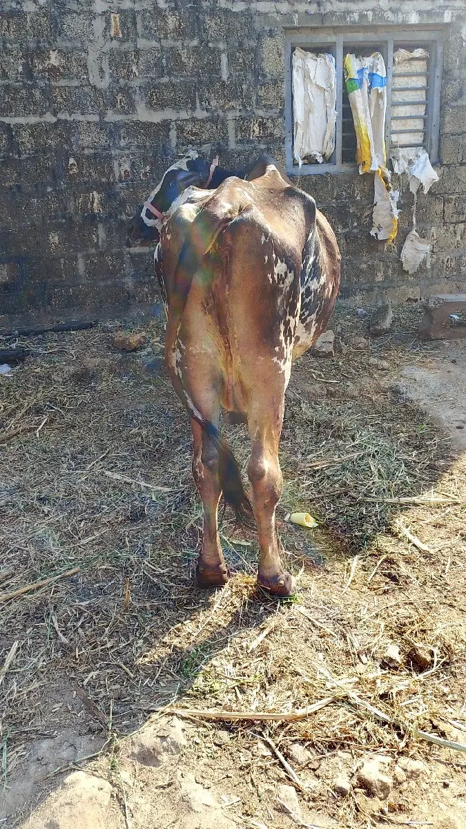 ગાય વેસવાની છે 2:5મહિના ગાભની