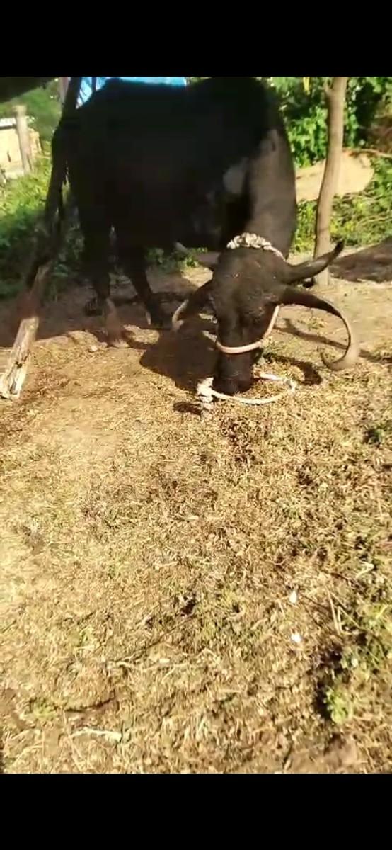 Mahila Divas Nivas Satta Doda chaa