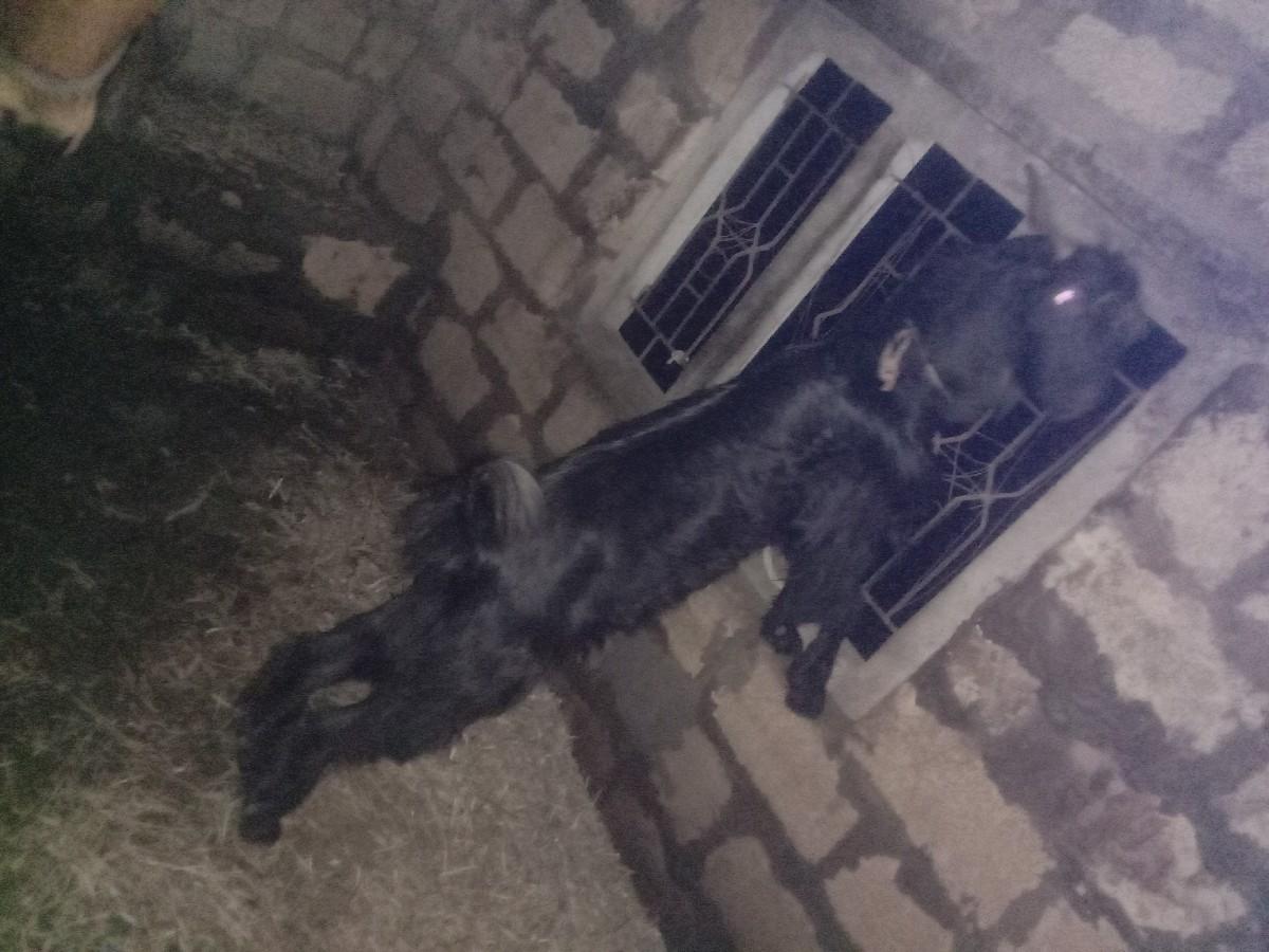 1 બકરો 2 બકરી વેચાવની છે