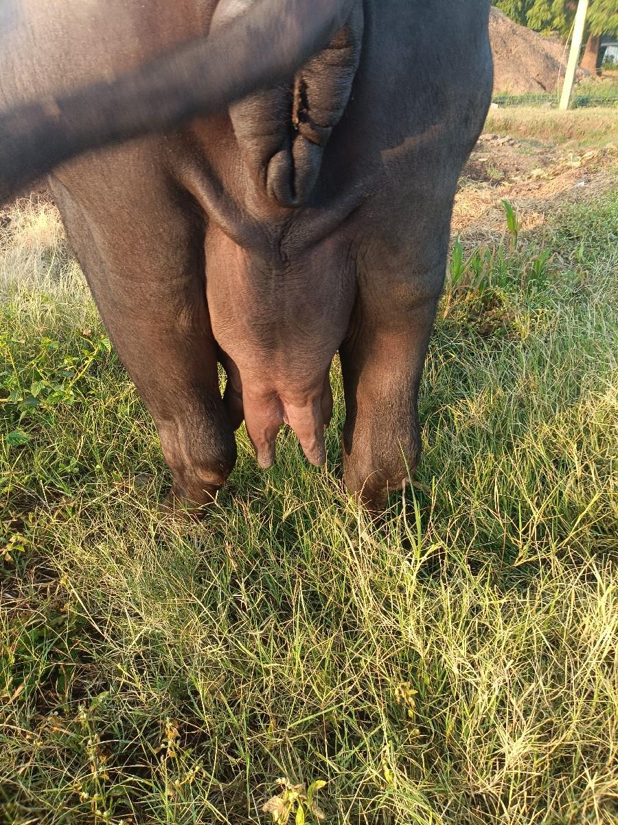 થંબનેલ 2