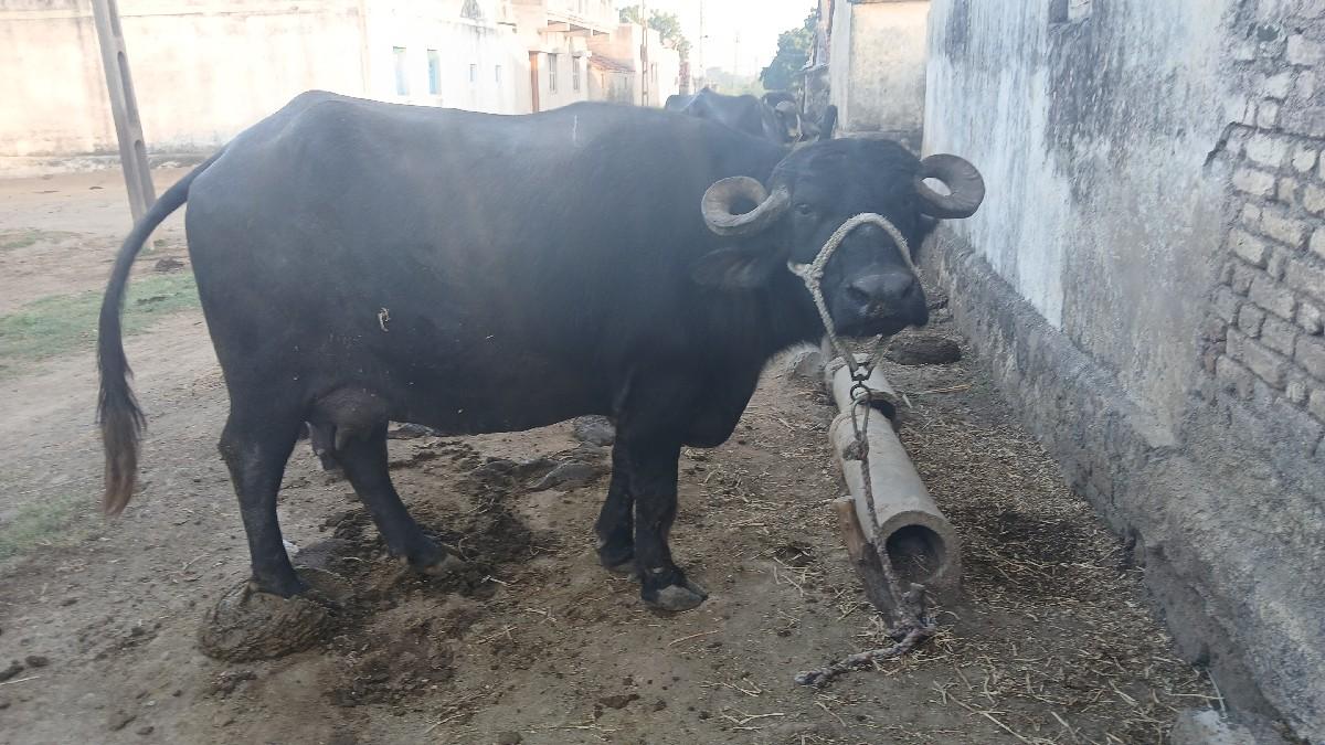 થંબનેલ 3