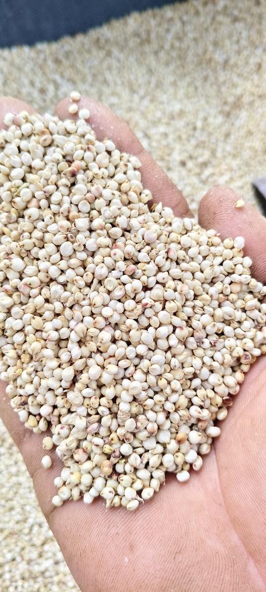 જુવાર.  બીયારણ.   જવાદારીવારૂ