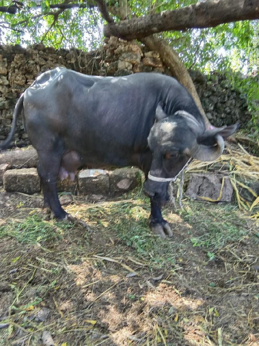 થંબનેલ 2