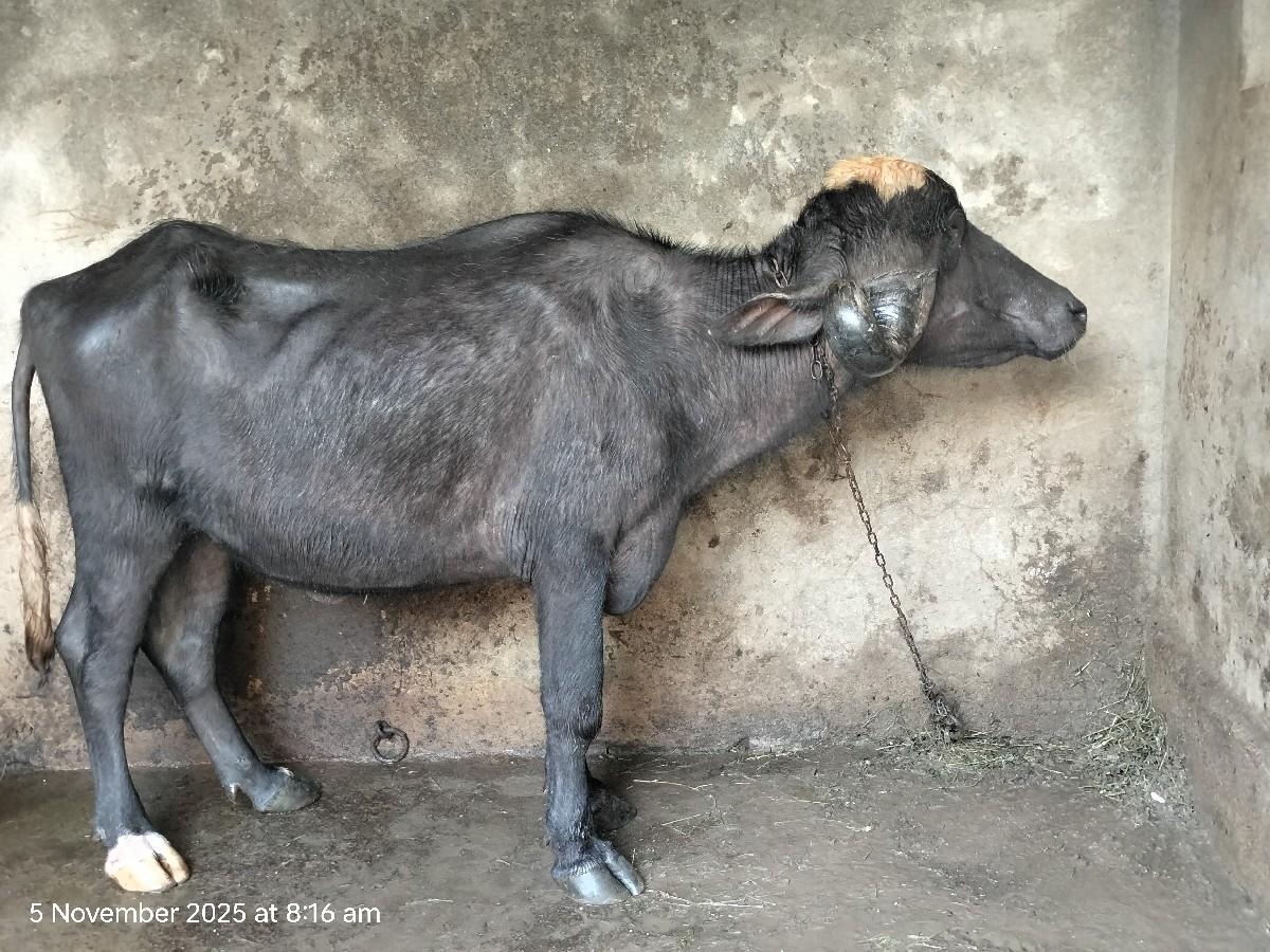 ખદેલ વેચવા ની સે