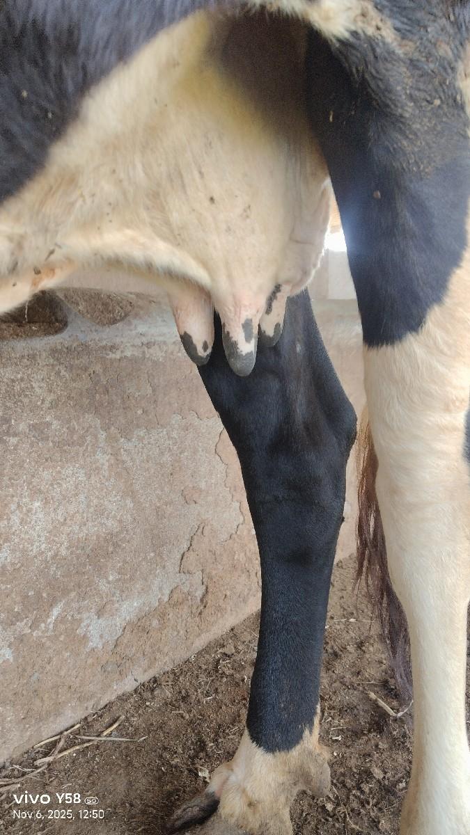 થંબનેલ 2