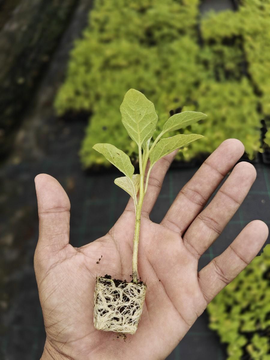 थंबनेल 5