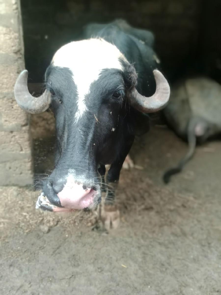 ભેંસ વેચવાની છે.