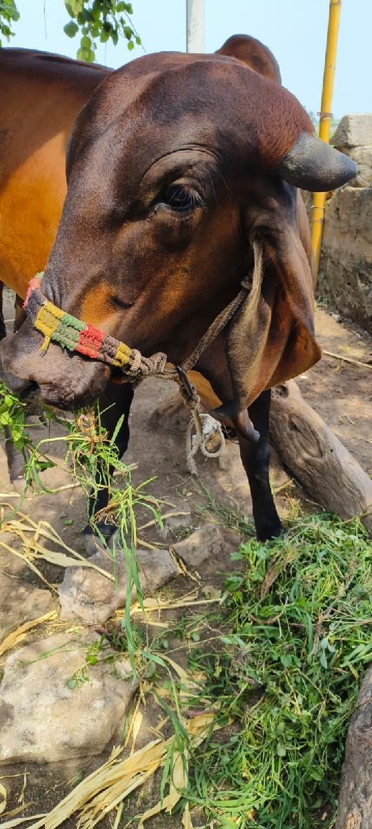 થંબનેલ 3