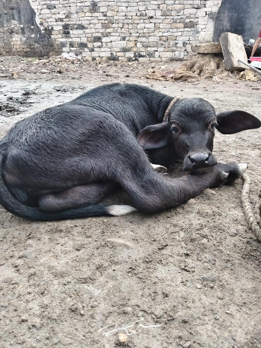 થંબનેલ 3