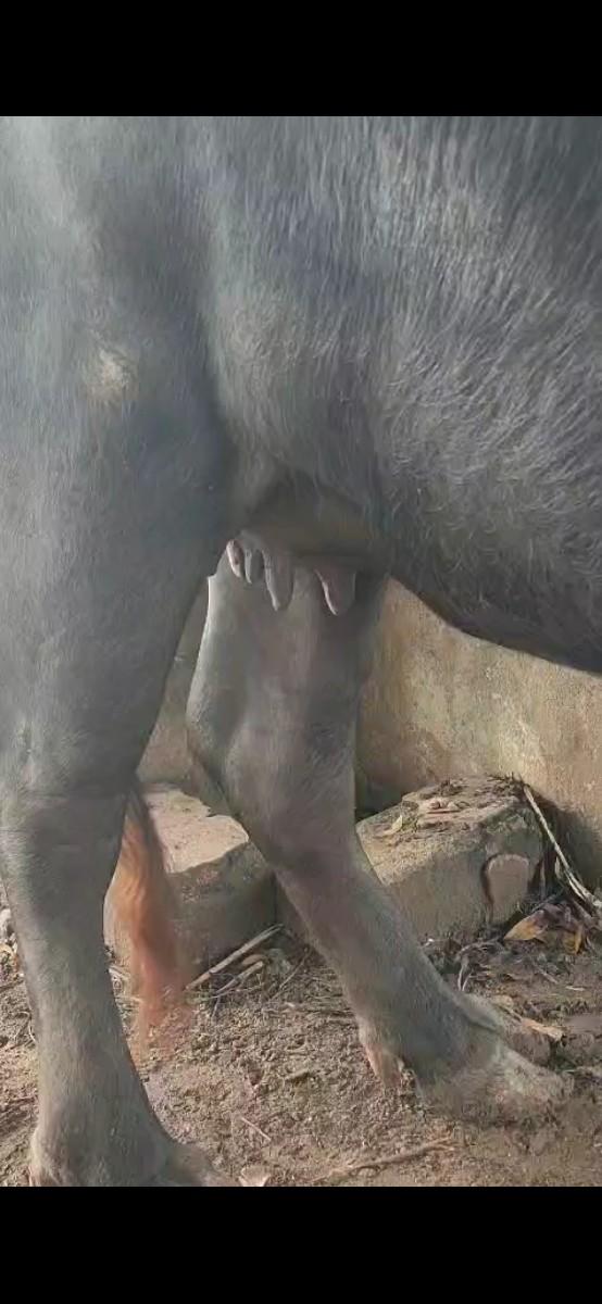 થંબનેલ 3