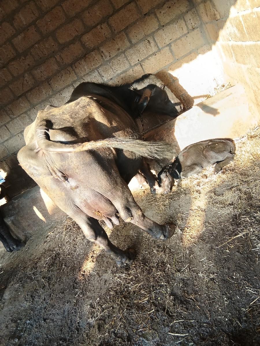 વેચવાની છે